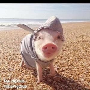 Meet your Posher, Michele